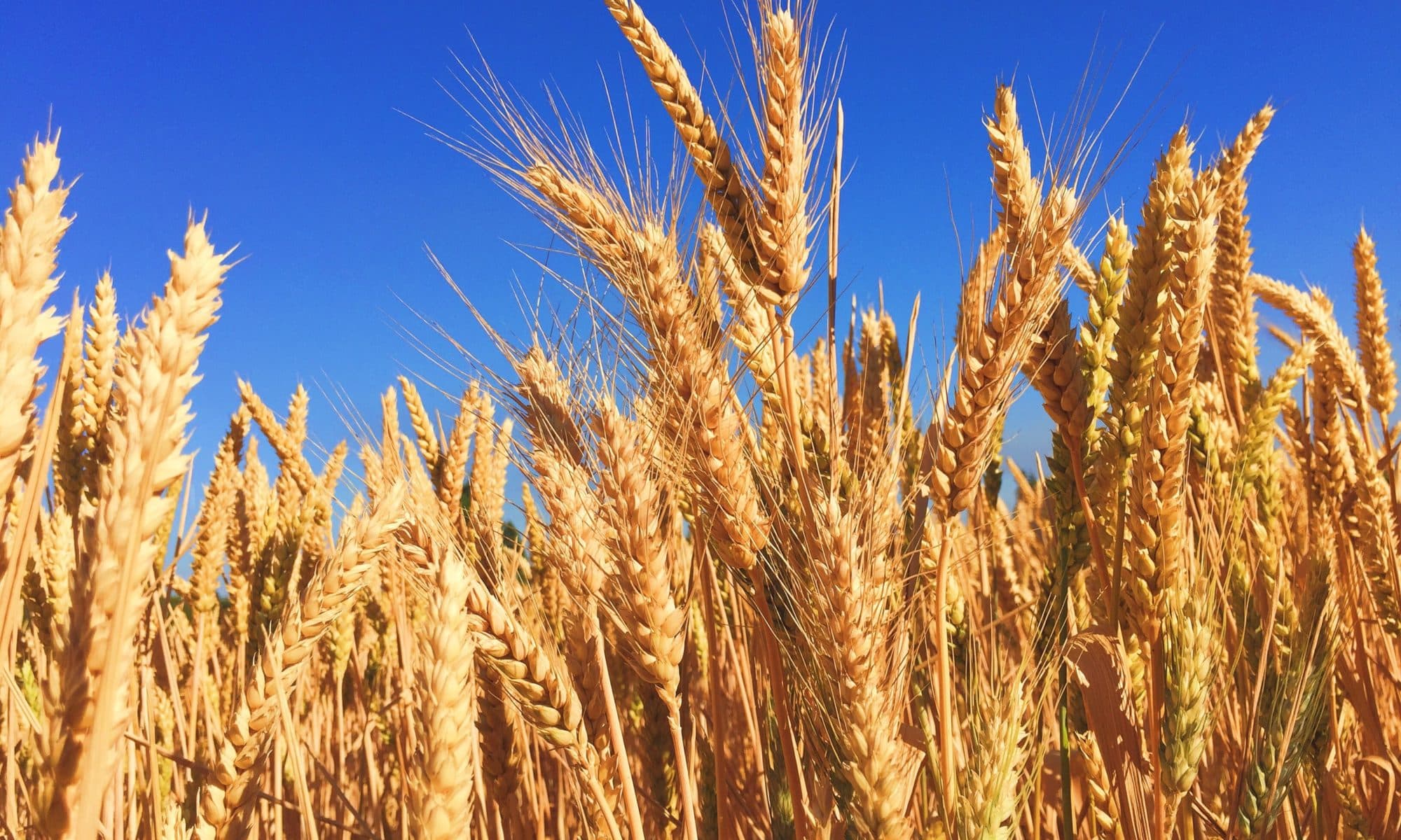 Row Crops & Grains